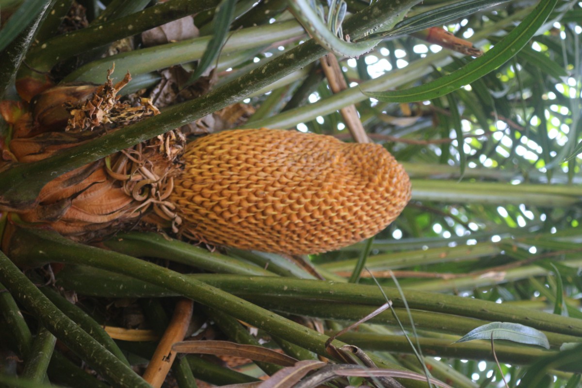 Cycas zeylanica (J.Schust.) A.Lindstr. & K.D.Hill